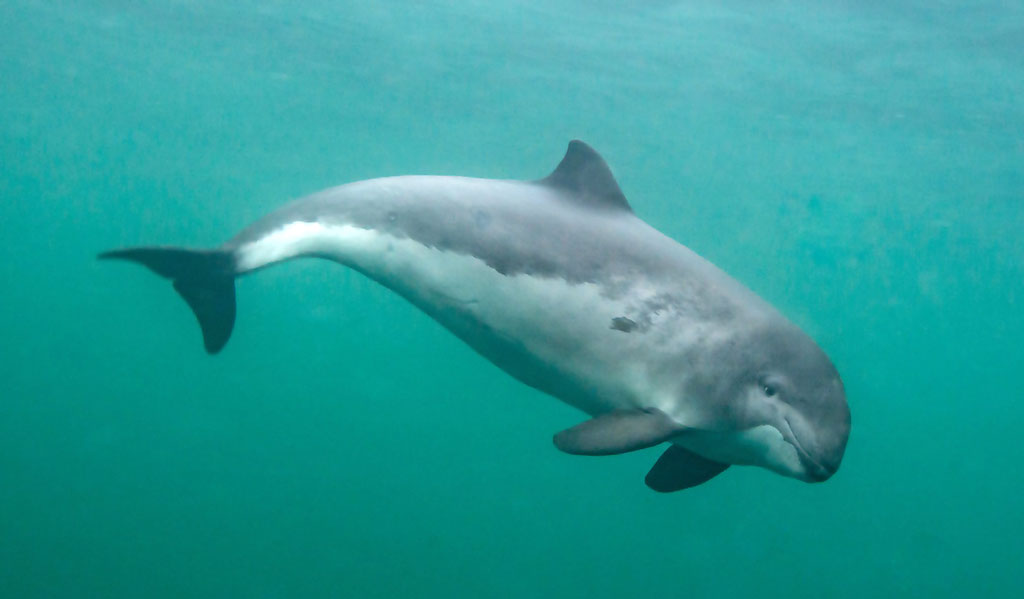Morświn - delfin