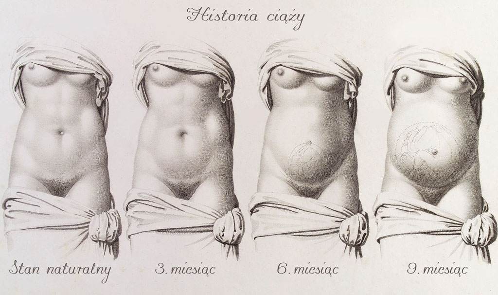 Stadia ciąży