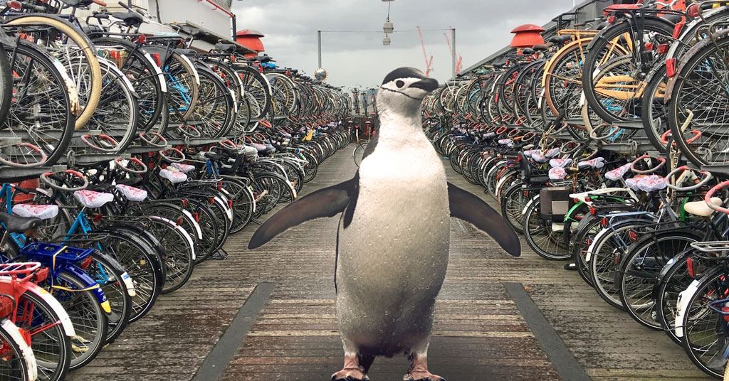 Jak znaleźć rower w Holandii?