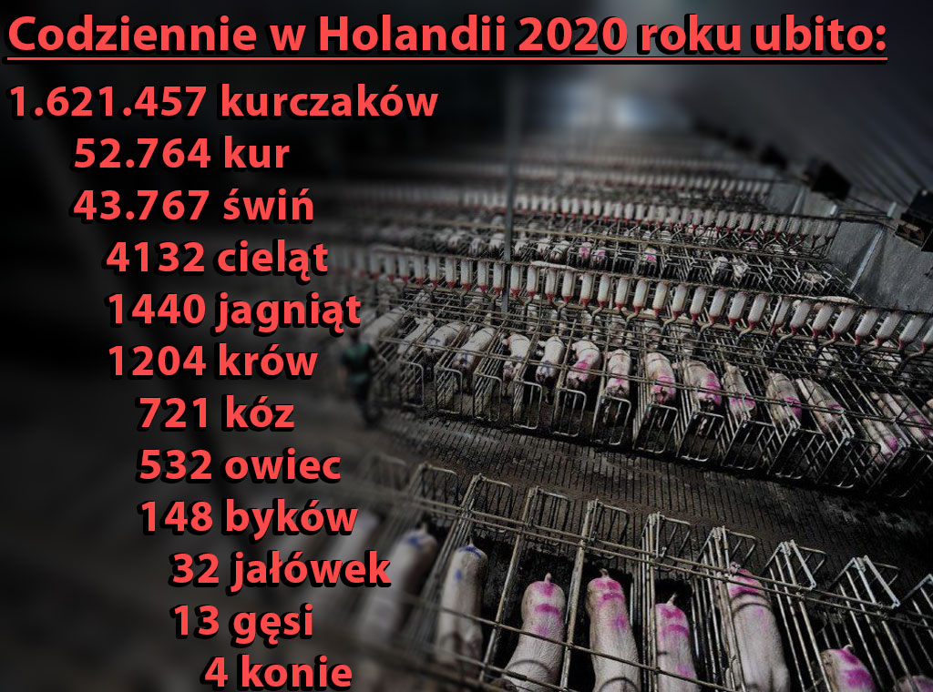 Ubój zwierząt w Holandii 2020 r.