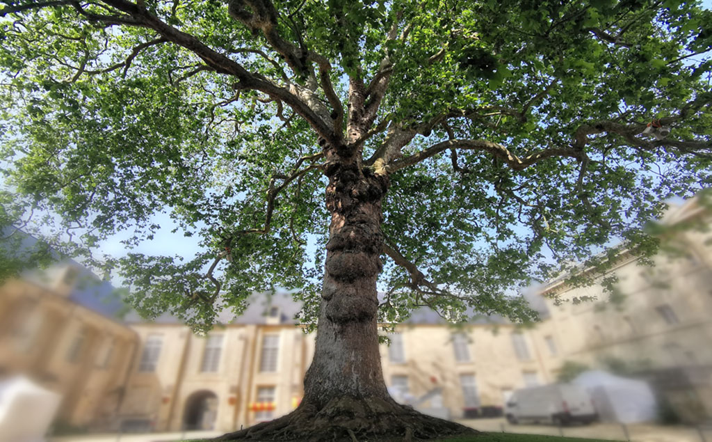 drzewo w mieście