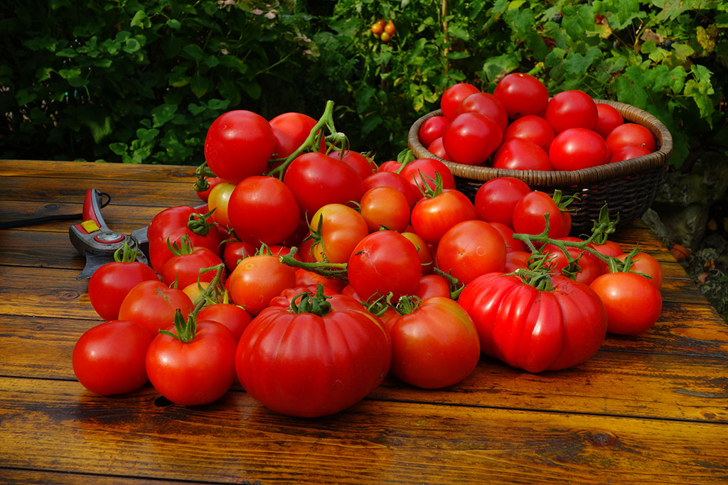 pomidory w Holandii