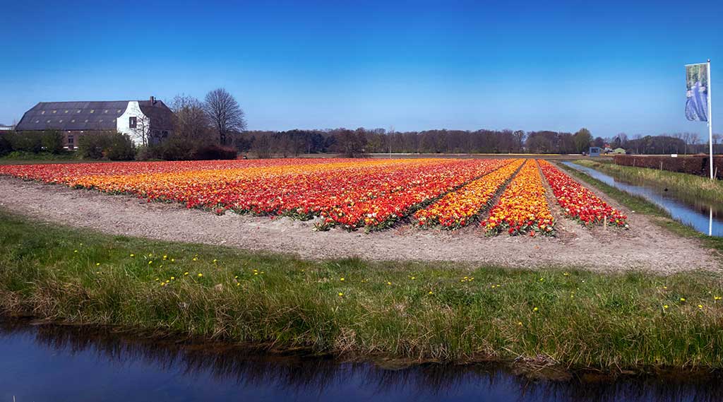 Tulipany w Holandii